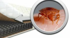 Jak zachránit matraci z bedbugs?